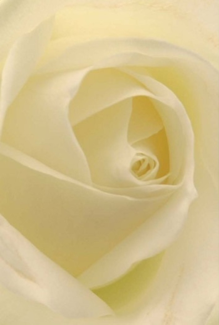 Viewed incredibly close, this classic white rose fills the frame with its serene beauty, each petal gracefully overlapping in a perfect spiral-silky in texture, with hints of matte cream and glowing ivory. Gentle, diffused light seems to dance across the petals, illuminating the heart of the rose and highlighting the subtle gradients of colour that shift like clouds over the Cambridge Heath skyline. There's an almost meditative stillness in the composition, a sense of poise that elevates this simple bloom into an emblem of love, apology, or hope. The sophisticated palette, pouring from warm cream through crisp white, is soothing yet full of emotional depth, ideal for weddings on Hackney Road or thoughtful gestures to a friend in need. The air seems charged with a faint, clean fragrance-one you might notice in a calm moment walking past a well-tended local garden. As a professional florist serving Cambridge Heath, I recognize this rose as a testament to both nature's perfection and the skills of our floral designers, offered for any occasion that calls for purity and eloquence.